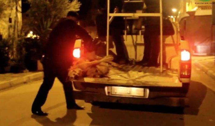 Slachting honden in Marokko gaat door, ook tijdens lockdown