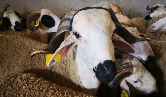 Eid ul-Adha Marokko: 7,2 miljoen dieren geregistreerd