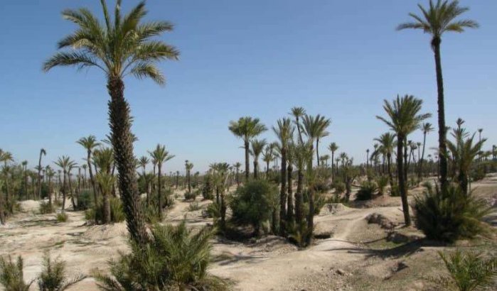 Marrakech verliest geleidelijk zijn palmbomen
