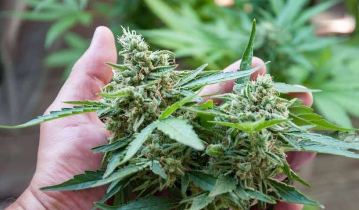 Marokko blijft 's werelds grootste leverancier van cannabis