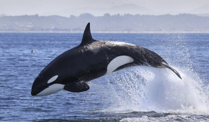 Orka's, de nieuwe predatoren van de Straat van Gibraltar