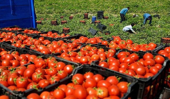 Ramadan in Marokko: tomaten aan 20 dirham/kilo?