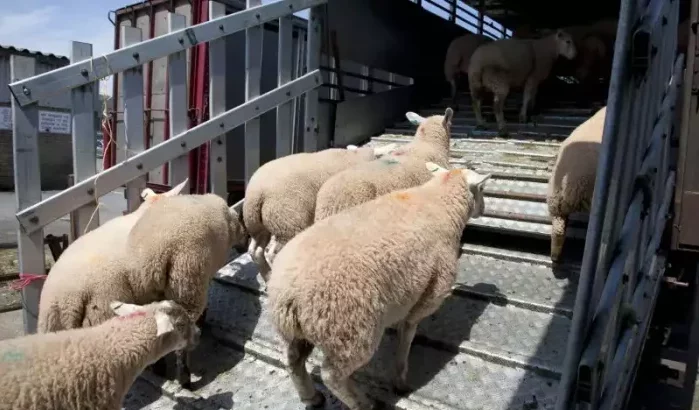 Marokko importeert schapen uit Roemenië