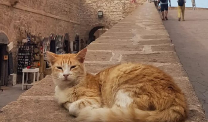 Dertiger sterft aan hondsdolheid na vakantie in Marokko 
