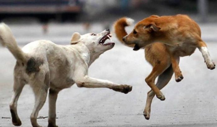Marrakech: man sterft aan hartstilstand na aanval door zwerfhond