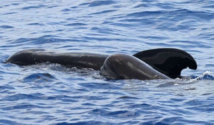 Al Hoceima: vissers waarschuwen opnieuw voor overlast dolfijnen