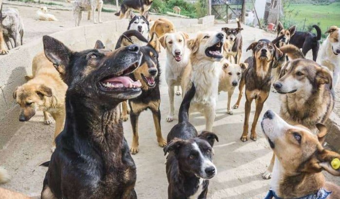 Marokko: campagne voor sterilisatie zwerfhonden