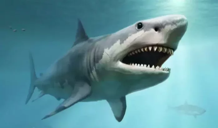 Reusachtige megalodon-haai leefde 2,6 miljoen jaar geleden nabij Marokko