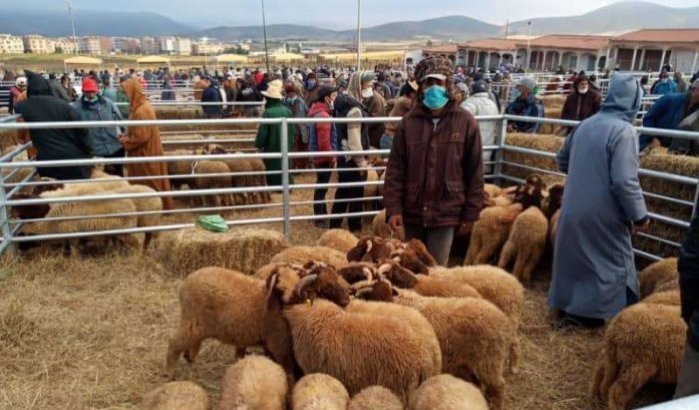 Marokko: lokale controlecomités voor Eid ul-Adha