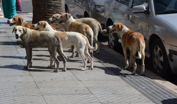 Roedels zwerfhonden zorgen voor chaos in Casablanca