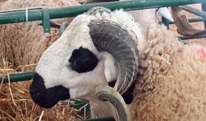 Eid ul-Adha op 21 augustus 2018 in Nederland en België