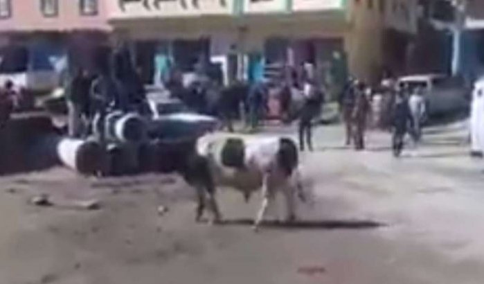 Stier zorgt voor chaos op markt in Marokko (video)