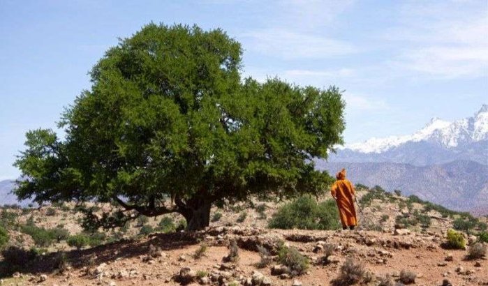 Marokko plant 10.000 hectare arganbomen 