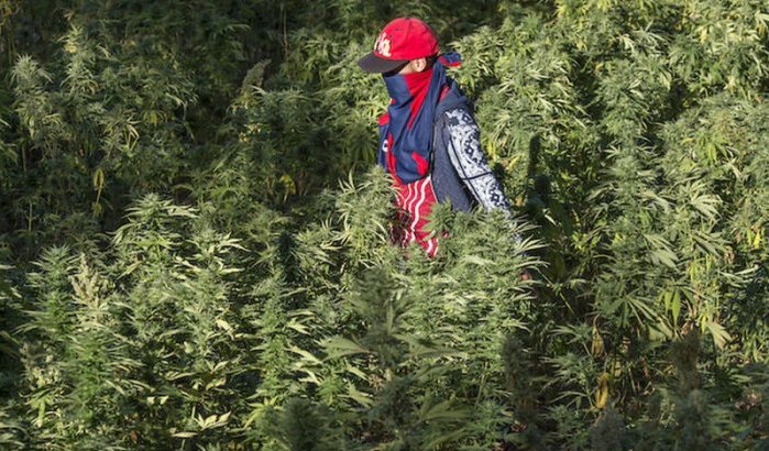 Cannabis: nieuwe kansen voor Chefchaouen, Al Hoceima en Taounate