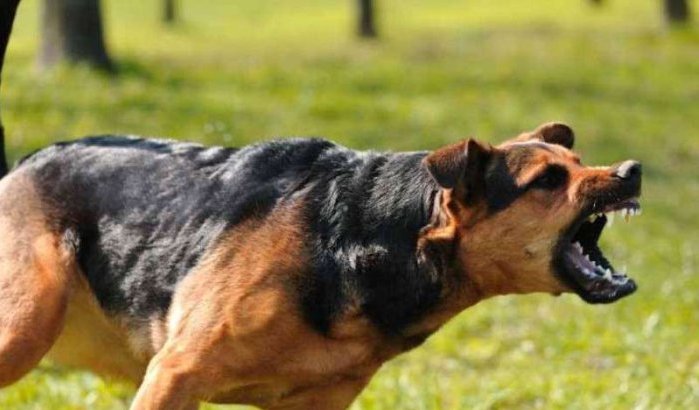 Kinderen ernstig gewond na aanval hond in Marokko