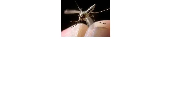 Amerikaanse toeriste in Marokko loopt malaria op 