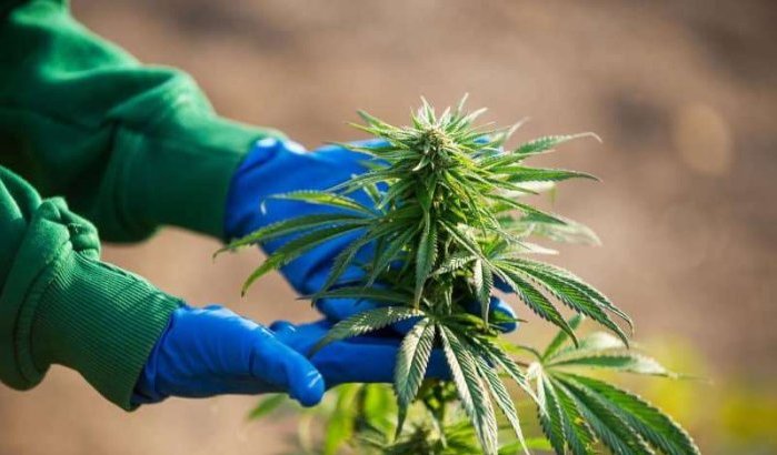 Legalisatie cannabis in Marokko leidt tot duurdere prijzen in Europa