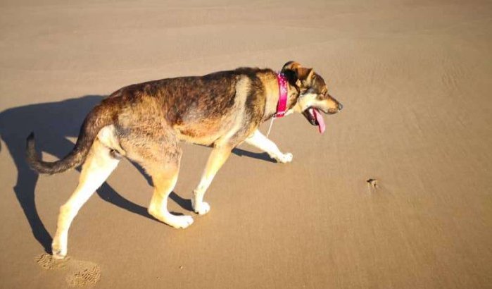 Pasja Tetouan verliest zaak tegen baasje hond