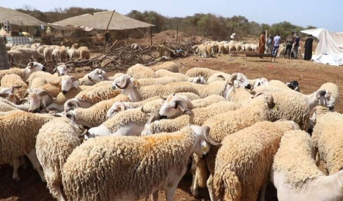 Marokko: datum Eid ul-Adha 2020 bekend