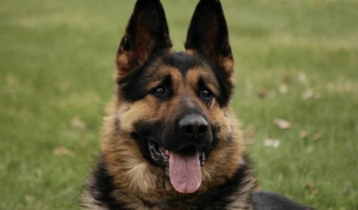 Marokkaan redt meisje van aanval door hond in Spanje