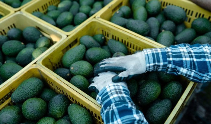 Miljoeneninvestering: Israëlische agroreus wil Marokkaanse avocadoteelt redden