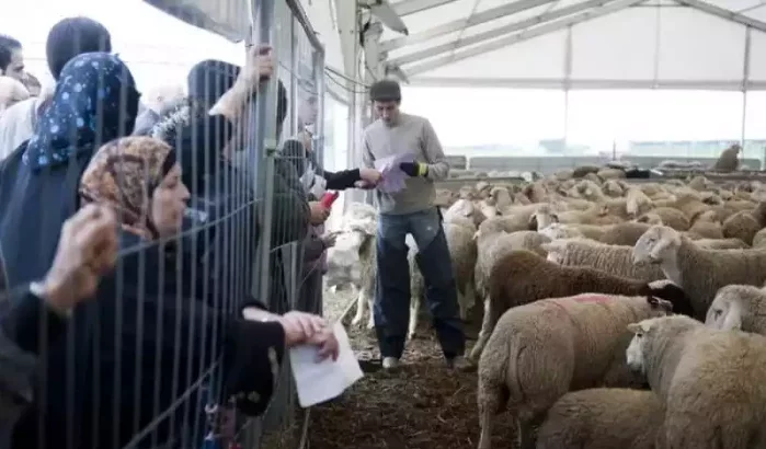 Eid ul-Adha in Marokko: veetelers vrezen import schapen