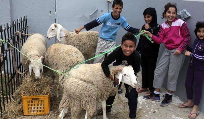 Liever een schaap doneren dan slachten voor Eid ul-Adha