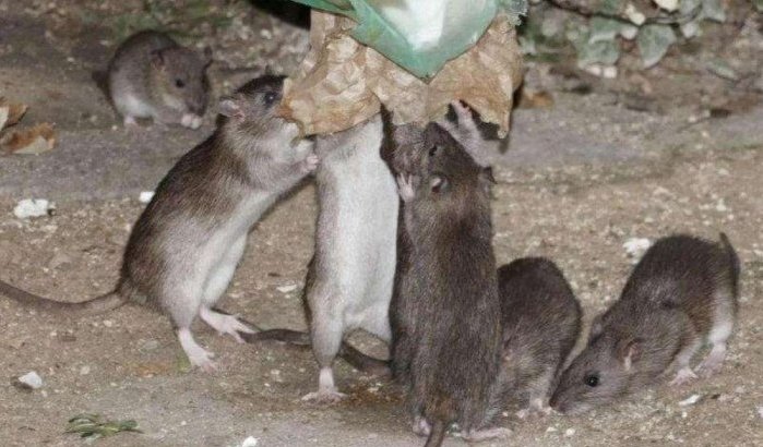 Casablanca gaat strijd aan tegen ratten
