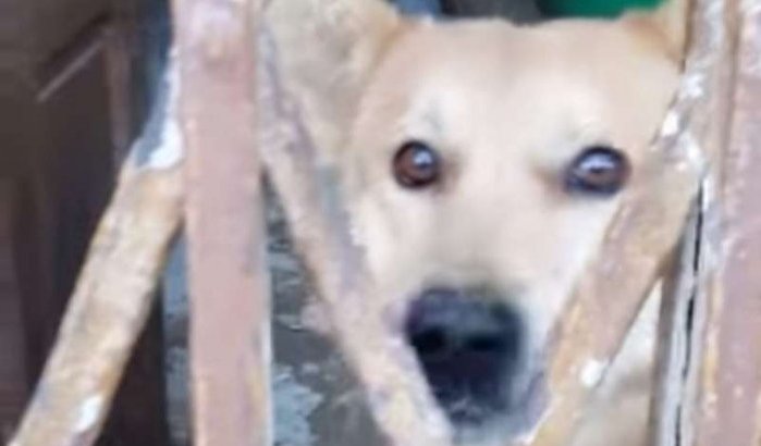 Hond 12 jaar opgesloten in winkelruimte in Meknes (video)