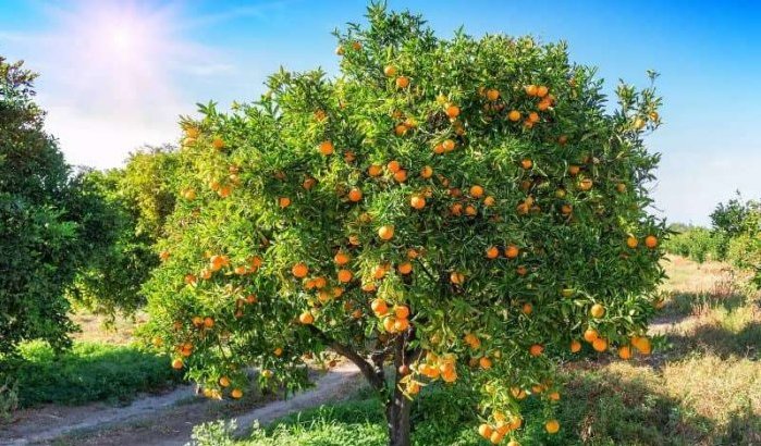 Marokko exporteert jaarlijks 45.000 ton citrusvruchten naar VS