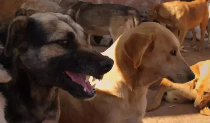 Zwerfhonden zaaien terreur in Casablanca