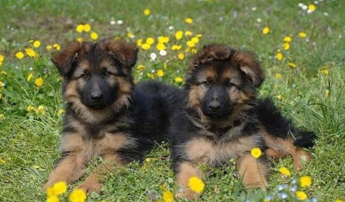 Belg wil uitzetting Marokkaanse pups voorkomen