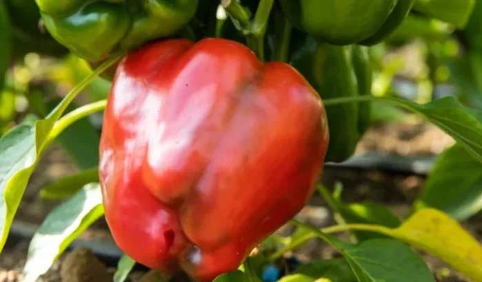 Marokkaanse paprika's uit schappen gehaald in Europa