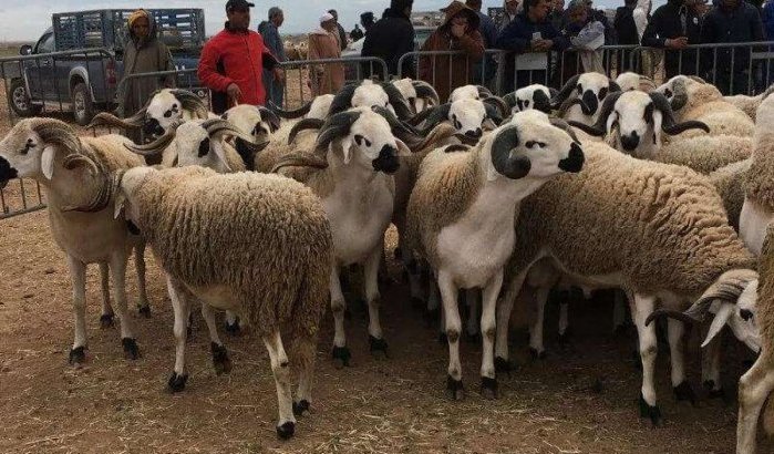Eid ul-Adha: schapen heel duur in Marokko