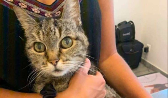 In Frankrijk verdwenen kat in Casablanca teruggevonden