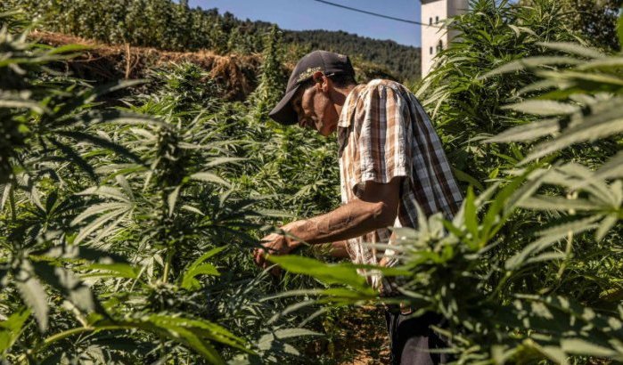 Marokko: eerste oogst legale cannabis is groot succes