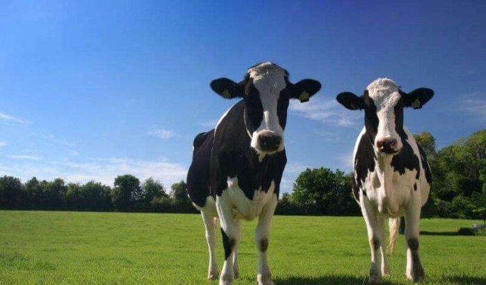 Ieren veroordeeld voor export zieke koeien naar Marokko