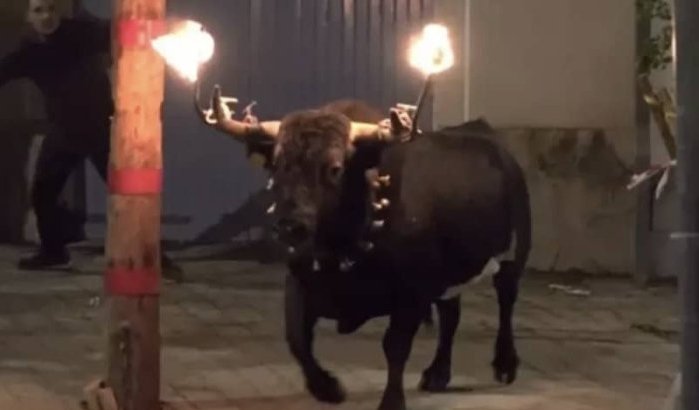 Jonge Marokkaan door stier gedood in Spanje