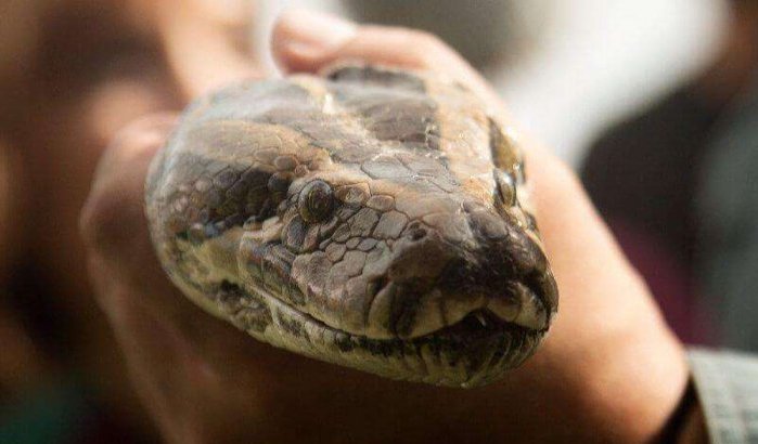 Marokkaanse douane neemt pythons in beslag bij Bab Sebta