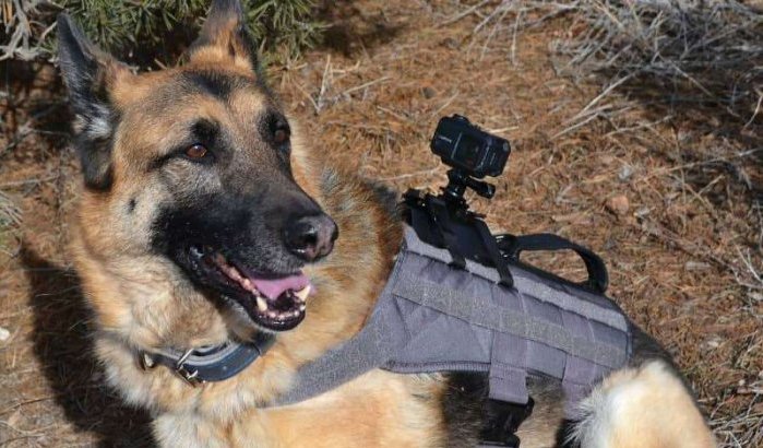 Marokkaans leger schiet spionagehond neer in Guerguerat