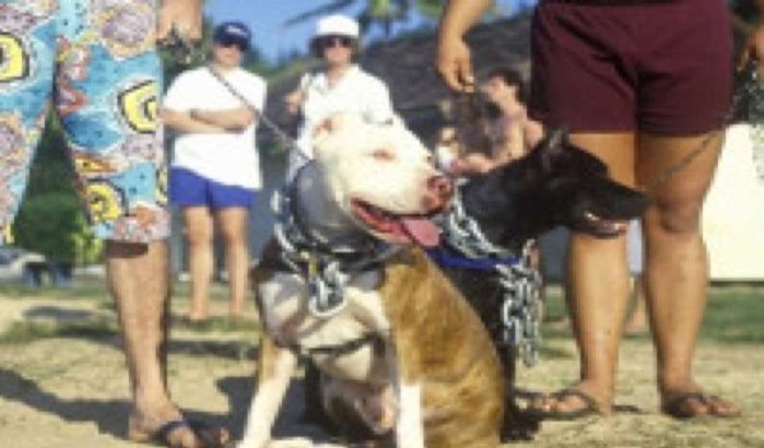 Pitbull zorgt voor paniek in hamam Beni Mellal