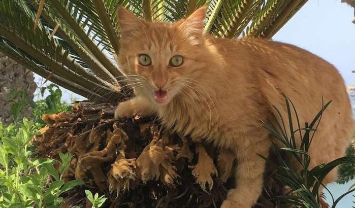 Brandweer redt kat in Marrakech (video)