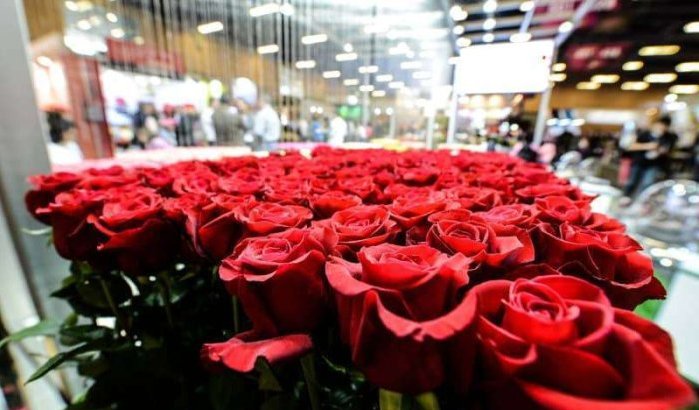 Colombia gaat rozen uitvoeren naar Marokko