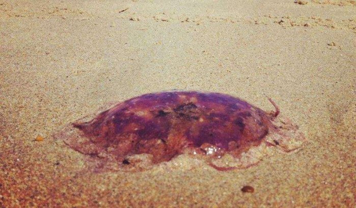 Marokko: paniek om kwallen op Atlantische kust
