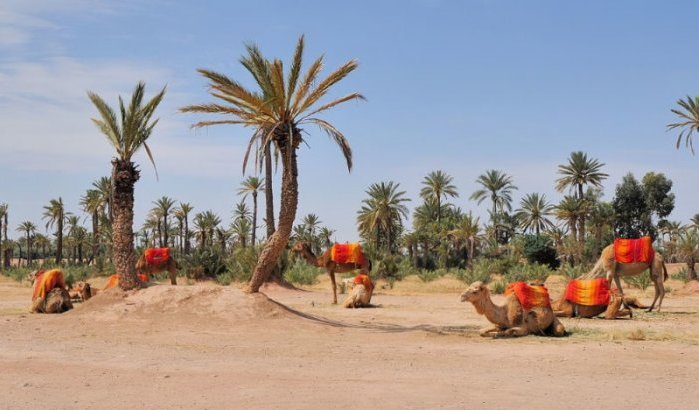 Palmentuin Marrakech sterft
