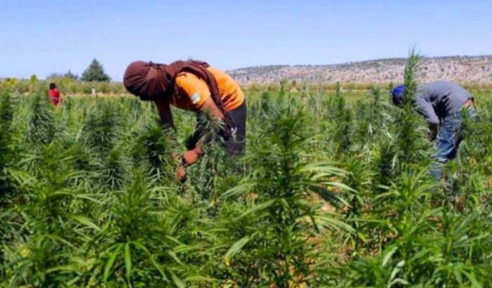 Productie van 7,2 kg per cannabisplant in Marokko