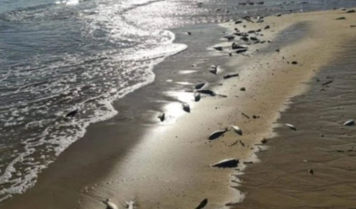 Duizenden vissen dood op Marokkaanse kust