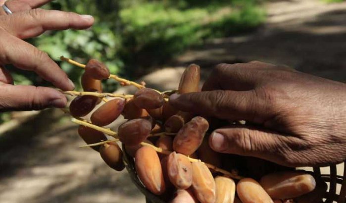 Opnieuw oproep om Algerijnse dadels te boycotten in Marokko