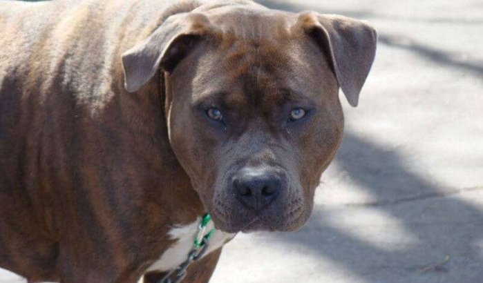 Marokko: politie schiet op recidivist en gevaarlijke hond