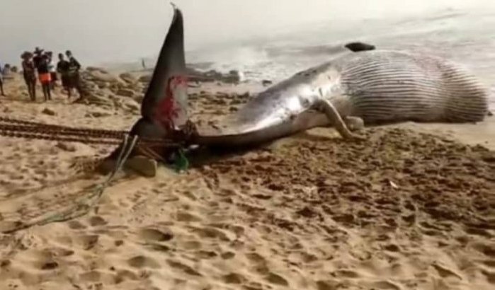 Walvis van bijna 20 ton spoelt aan bij Tan-Tan
